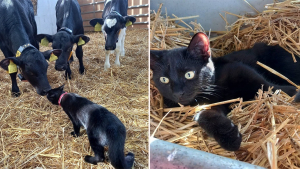 Illustration : "Une chatte déçue par les humains trouve du réconfort auprès d'un troupeau de vaches"