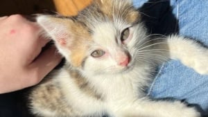 Illustration : "Il découvre un chaton dans le moteur de sa voiture et se donne pour mission de lui trouver une famille aimante"