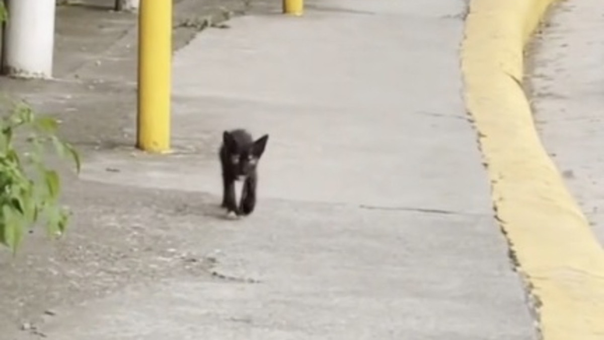 Illustration : "Un chaton errant décide de son propre destin en choisissant de suivre une passante au hasard (vidéo)"