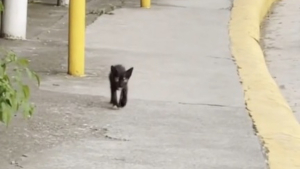 Illustration : Un chaton errant décide de son propre destin en choisissant de suivre une passante au hasard (vidéo)