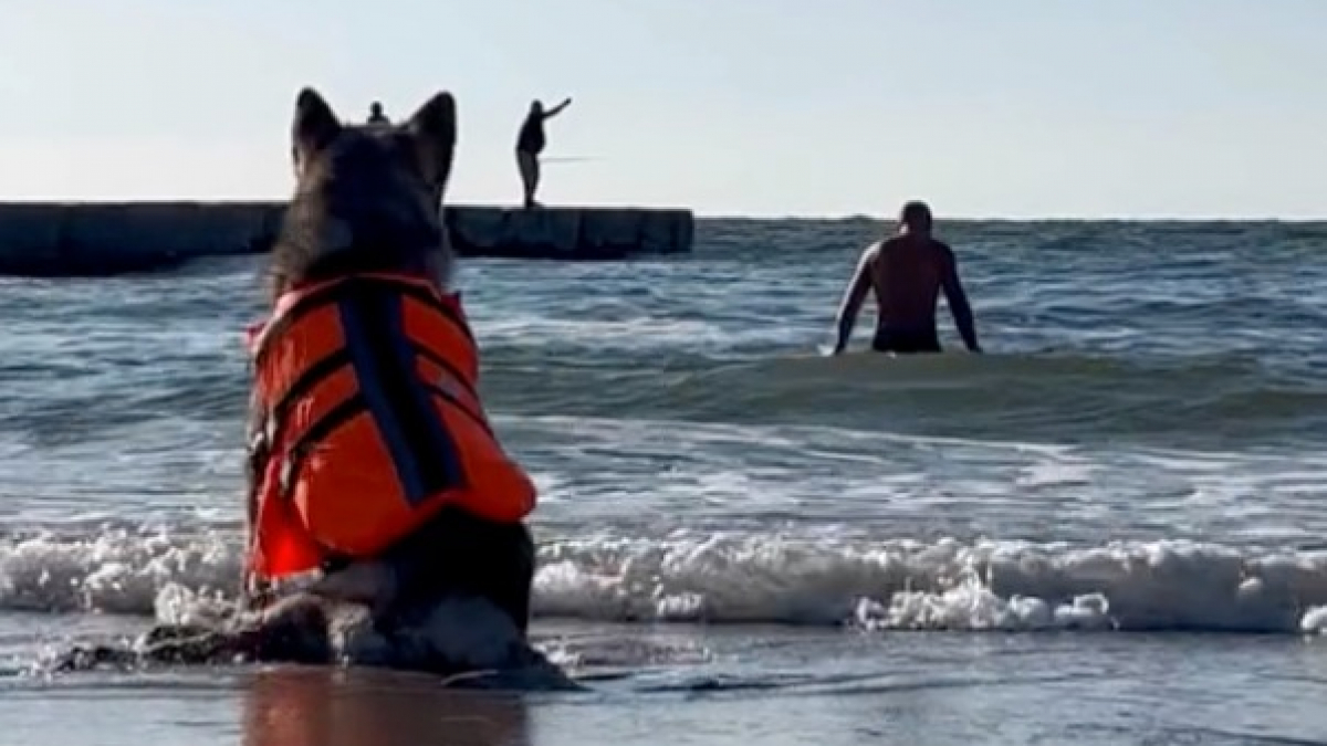 Illustration : "Ce chien ayant perdu l’usage de ses pattes retrouve le bonheur d’aller à la mer grâce à un gilet de sauvetage sur mesure (vidéo)"