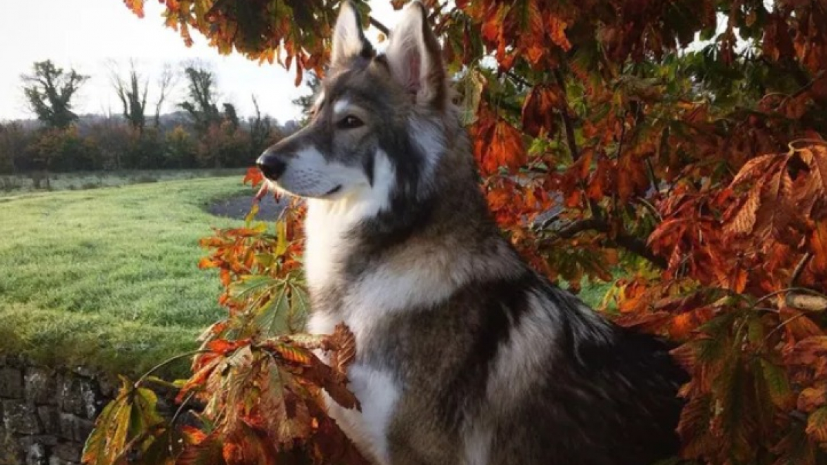 Illustration : "16 photos montrant que nos compagnons à 4 pattes apprécient les joies de l’automne"