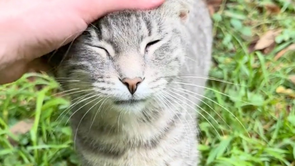 Illustration : "Une famille de chats abandonnés adopte une réaction touchante lorsqu'une bonne samaritaine se rend à son chevet (vidéo)"