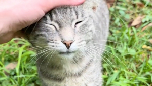 Illustration : Une famille de chats abandonnés adopte une réaction touchante lorsqu'une bonne samaritaine se rend à son chevet (vidéo)