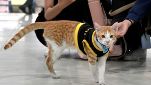 Illustration : Un chaton errant sauvé dans un parking devient un agent de sécurité très spécial