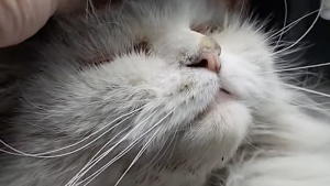Illustration : Atteinte d’une maladie rare, une chatte errante épate ses bienfaiteurs en faisant preuve d’un grand courage (vidéo)