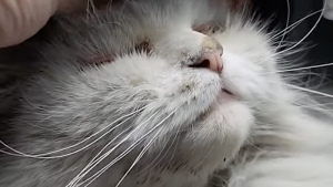 Illustration : "Atteinte d’une maladie rare, une chatte errante épate ses bienfaiteurs en faisant preuve d’un grand courage (vidéo)"