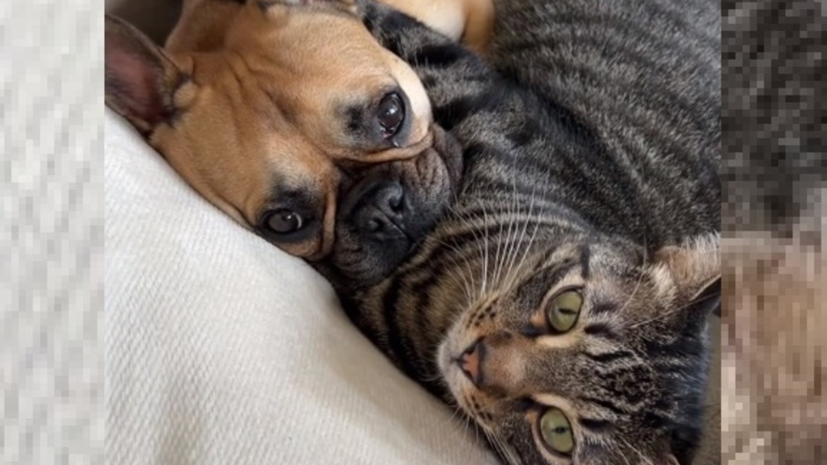 Illustration : "2 colocataires adoptent séparément un chat et un chien en espérant qu'ils se tolèrent (vidéo)"