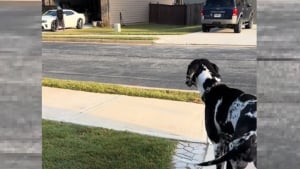 Illustration : "Le comportement drôle et touchant d'une chienne envers son voisin préféré qui l'attend de l'autre côté de la rue (vidéo)"