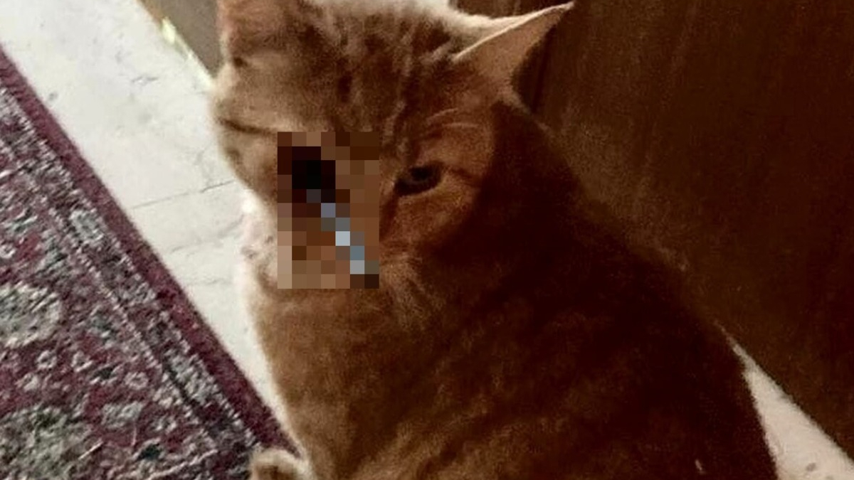 Illustration : "Un chat opéré en urgence après avoir été la cible d'un tir d'arbalète"