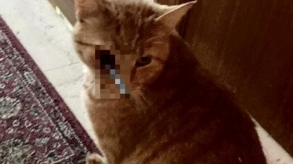 Illustration : Un chat opéré en urgence après avoir été la cible d'un tir d'arbalète