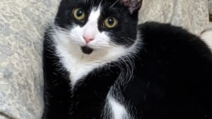 Illustration : Un chauffeur de taxi prend la fuite en compagnie du chat d'un passager et provoque l'indignation générale