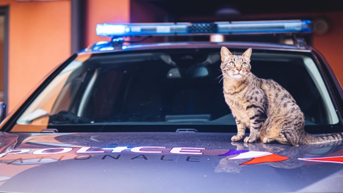 Illustration : "De la rue aux réseaux sociaux : l'histoire touchante de Dix-Sept le chat policier"