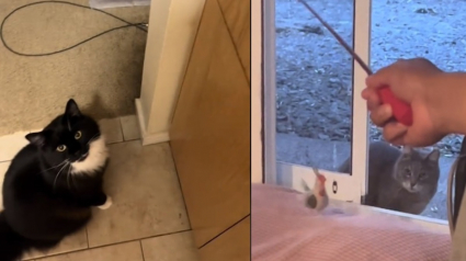 Illustration : L'acte de générosité quotidien d'un chat et sa famille envers un félin errant émeut les internautes (vidéo)