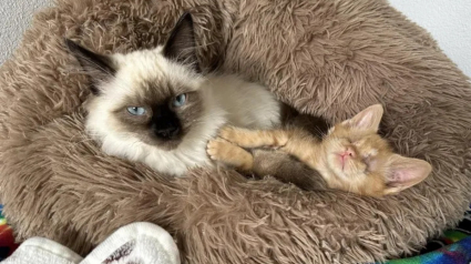 Illustration : Un chat et sa famille redonnent de l'espoir à un chaton aveugle en quête de bonheur