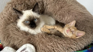 Illustration : Un chat et sa famille redonnent de l'espoir à un chaton aveugle en quête de bonheur