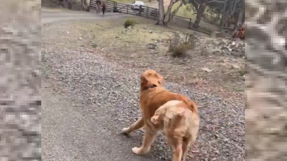 Illustration : "Le bonheur pur capturé en vidéo : Un chien revoit sa famille après 7 mois de séparation"