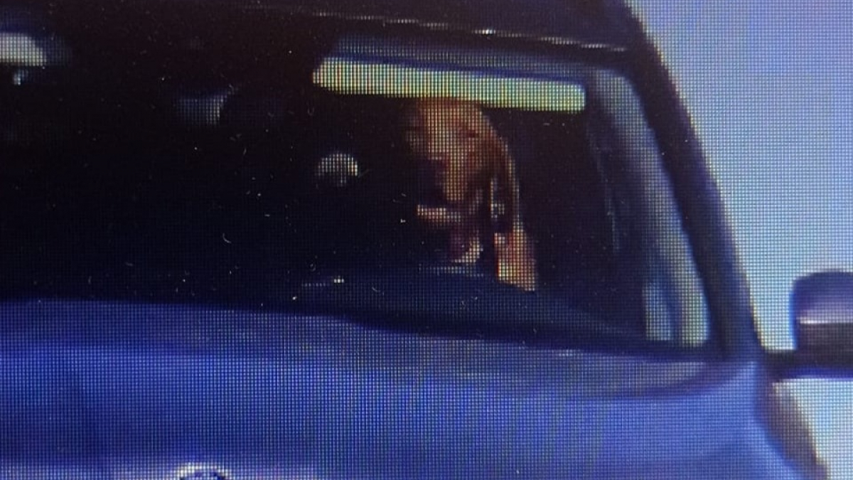 Illustration : "Insolite : un chien assis au volant d'une voiture est flashé par un radar de vitesse"