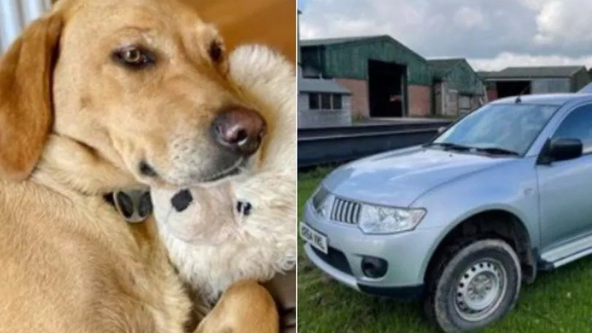 Illustration : "Une famille vit un cauchemar en apprenant que son véhicule a été volé avec son chien à l'intérieur"