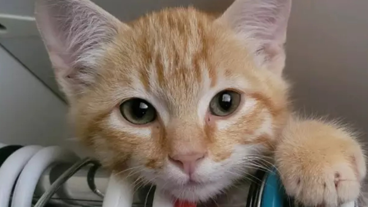 Illustration : "Un chaton secouru après avoir provoqué un accident sur un pont s'offre un nouveau départ grâce à un couple bienveillant"