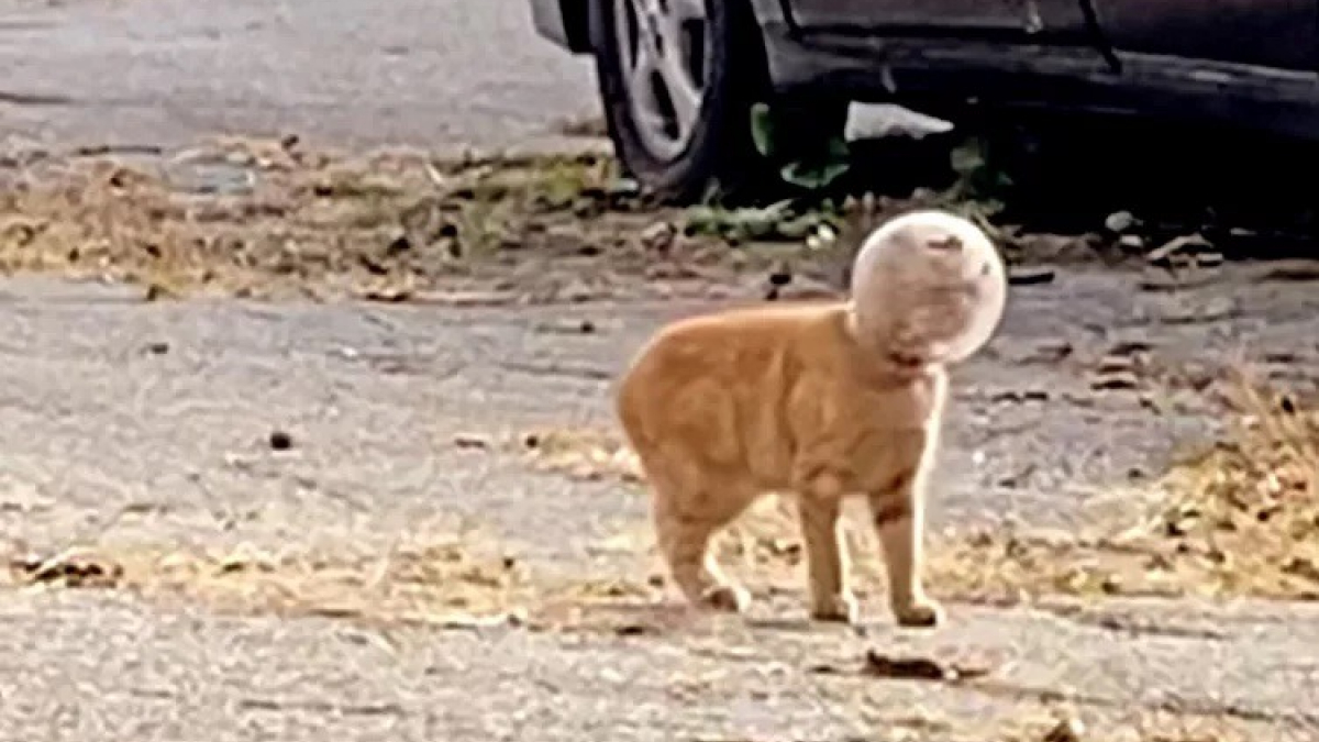 Illustration : "Des bénévoles découvrent qu’un chaton s’est coincé la tête dans un pot de verre et décident de lui venir en aide (vidéo)"