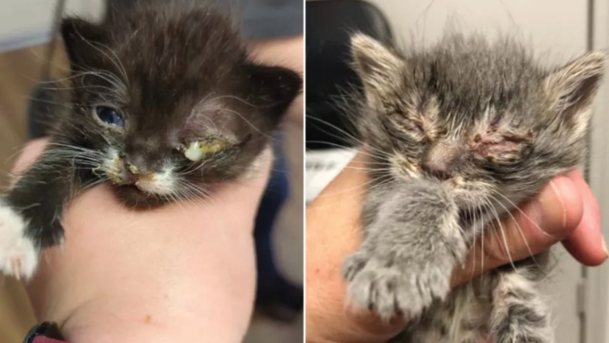 Illustration : "2 chatons en détresse lors d’une tornade tombent entre les mains de bénévoles qui vont changer leur vie"