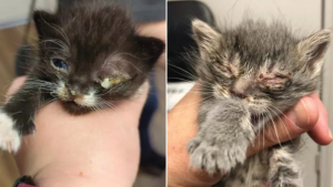 Illustration : "2 chatons en détresse lors d’une tornade tombent entre les mains de bénévoles qui vont changer leur vie"