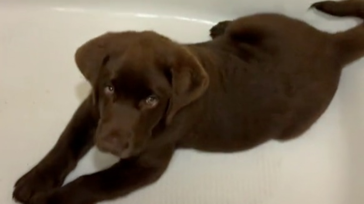 Illustration : "Depuis qu'il a pris son premier bain, ce Labrador ne cesse de retourner dans la baignoire pour en profiter encore (vidéo)"