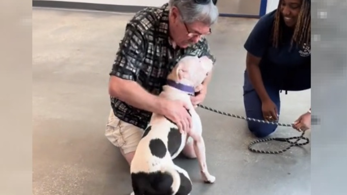 Illustration : "Après avoir sauvé une chienne blessée, il vient la voir au refuge avec une belle idée en tête (vidéo)"
