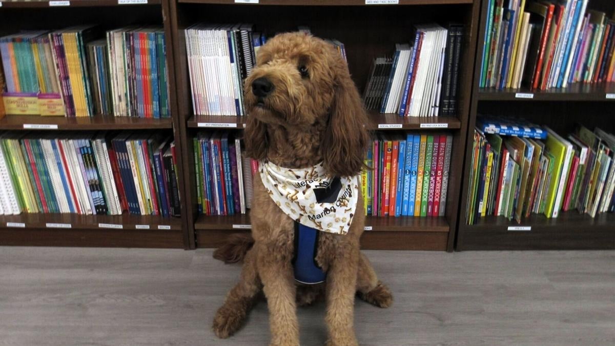 Illustration : "Un Goldendoodle ayant appris à lire rejoint un club de lecture et en devient la mascotte"