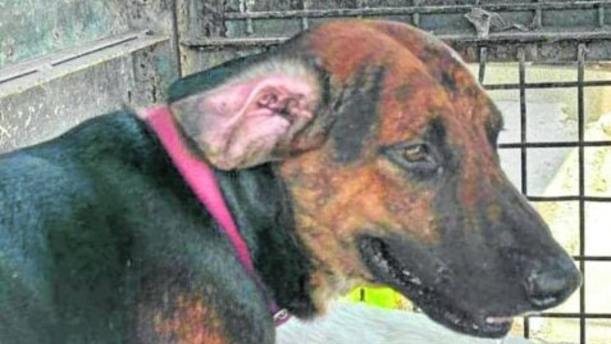 Illustration : "Le sort d'un chien accusé d'avoir provoqué le décès de son maître dépendait du rapport du légiste"