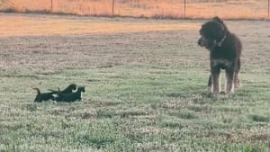 Illustration : Un grand chien devient la proie d'un trio de chatons : la scène émeut des millions d'internautes (vidéo)