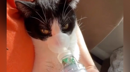 Illustration : Sauvé des ordures, un chat atteint d'asthme est déterminé à vivre comme les autres (vidéo) 