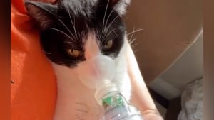 Illustration : Sauvé des ordures, un chat atteint d'asthme est déterminé à vivre comme les autres (vidéo) 