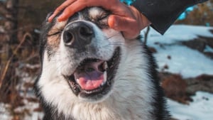 Illustration : "16 photos montrant tout l’attachement des Chien-Loup à leurs maîtres"