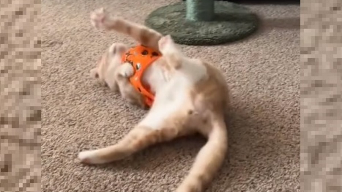 Illustration : "La réaction théâtrale d'un chat découvrant son nouveau harnais donne lieu à une scène insolite (vidéo)"