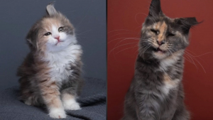 Illustration : Ce photographe passionné de chats revient avec une nouvelle série de portraits félins drôles et attendrissants (vidéo)