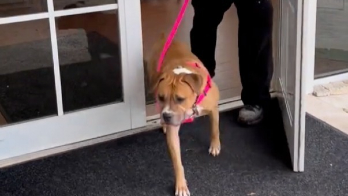Illustration : "La joie d’une chienne qui réalise que c’est enfin son tour d’être adoptée (vidéo)"