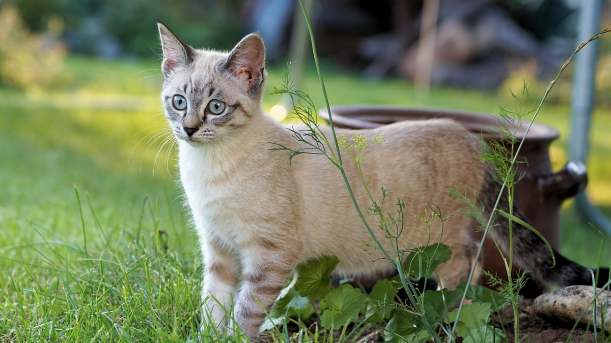 Illustration : "Un chaton errant s'invite dans le jardin d'inconnus et fait une rencontre qui va changer sa vie (vidéo)"