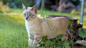 Illustration : Un chaton errant s'invite dans le jardin d'inconnus et fait une rencontre qui va changer sa vie (vidéo)