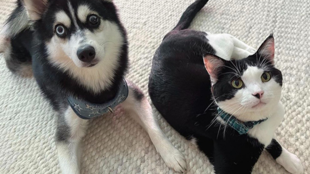 Illustration : "Un chat rencontre un chien pour la première fois de sa vie, et noue avec lui la plus belle des amitiés (vidéo)"