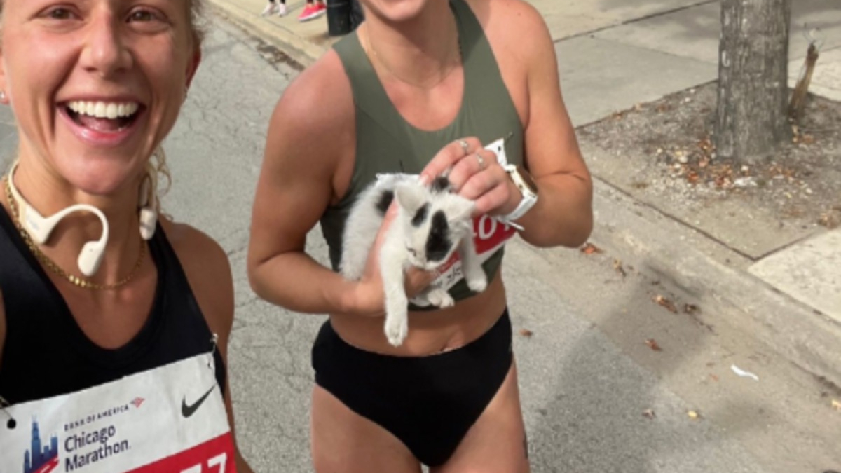 Illustration : "Un chaton abandonné au bord de la route attire l'attention d'une marathonienne qui décide de stopper sa course"