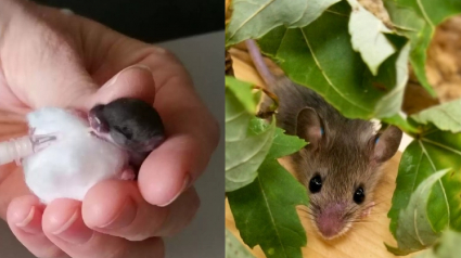 Illustration : Un groupe de souris "jardinières" offre un joli cadeau à ses bienfaiteurs avant de les quitter