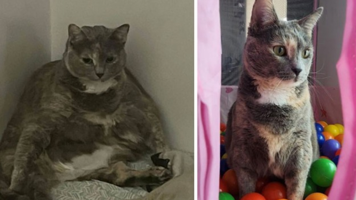 Illustration : "20 photos de chats, ayant subi une réelle métamorphose en perdant du poids"