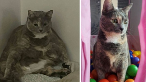 Illustration : "20 photos de chats, ayant subi une réelle métamorphose en perdant du poids"