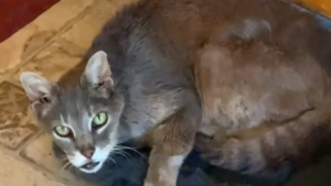 Illustration : Un chat sénior vit entre 2 familles aimantes jusqu'à ce qu'il se décide à choisir (vidéo)