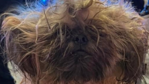 Illustration : Une policière revoit le chien qu'elle a sauvé et reste bouche bée devant sa transformation