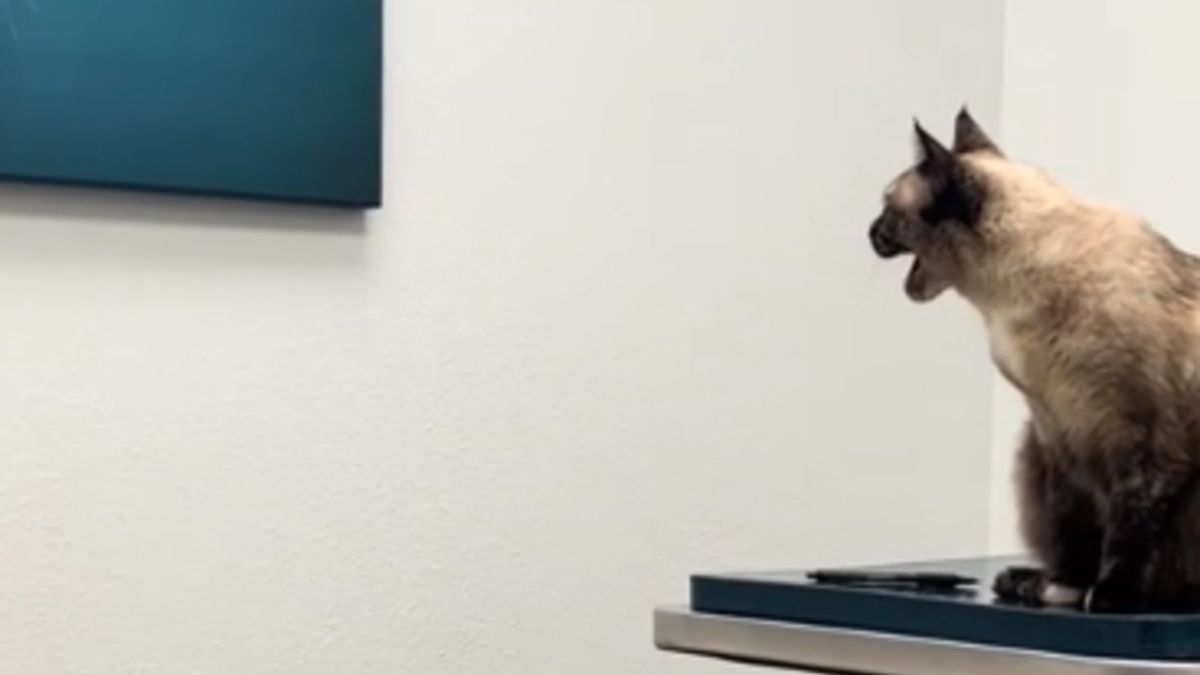Illustration : "Une chatte en visite chez le vétérinaire signifie son désaccord avec la déco murale du cabinet (vidéo)"