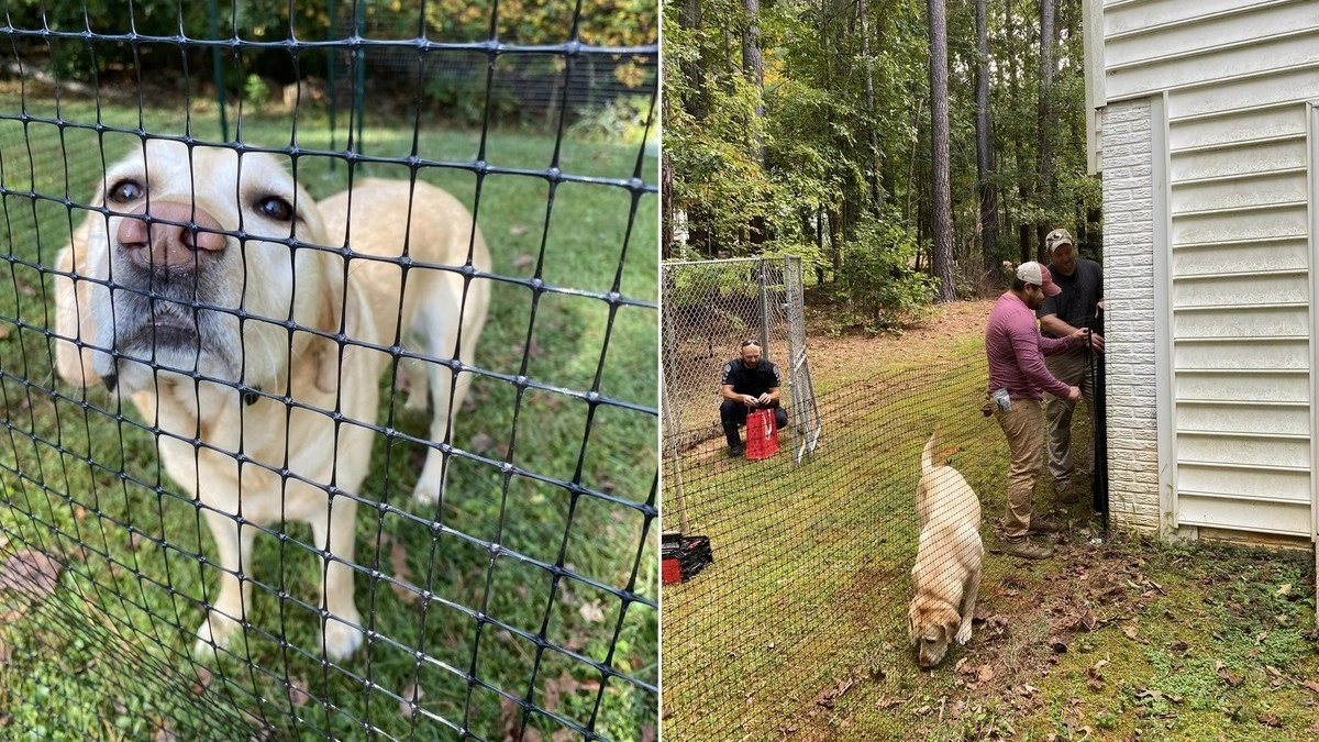 Illustration : "Toute une communauté se mobilise pour offrir un jardin à un chien d'assistance judiciaire"