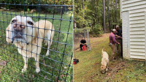 Illustration : "Toute une communauté se mobilise pour offrir un jardin à un chien d'assistance judiciaire"